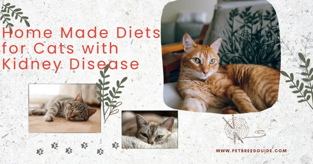 Home made diets for cats with kidney disease