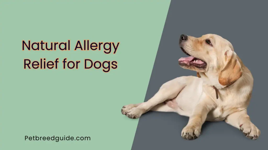 natural allergy relief for dogs