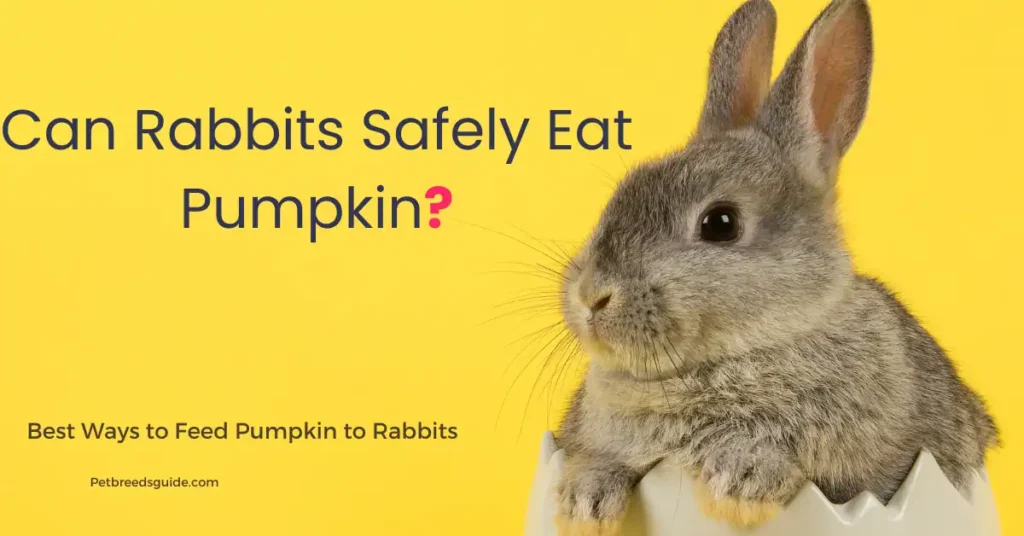 Can Rabbits Eat Pumpkin