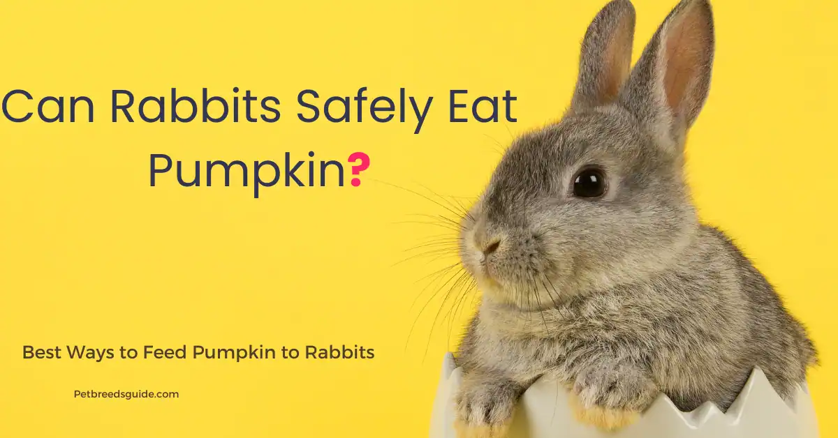 Can Rabbits Safely Eat Pumpkin? A Complete Guide