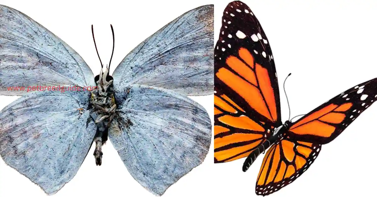 Beautiful Butterfly: A Journey Through Colors, Wings, and Wonder