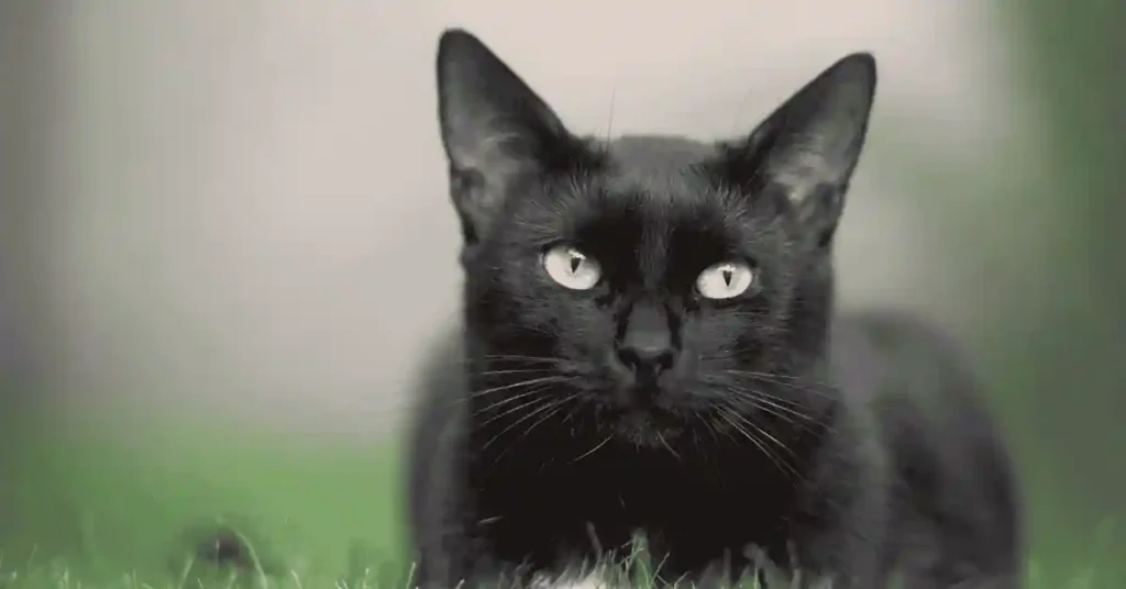 Black bengal kittens