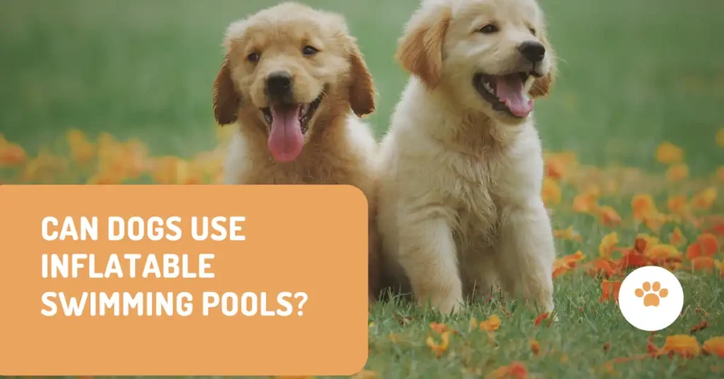 Can Dogs Use Inflatable Swimming Pools