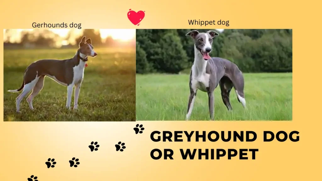 Greyhound Dog or Whippet