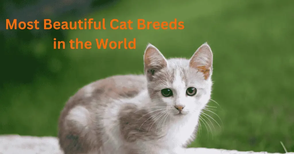 Most Beautiful Cat Breeds in the World