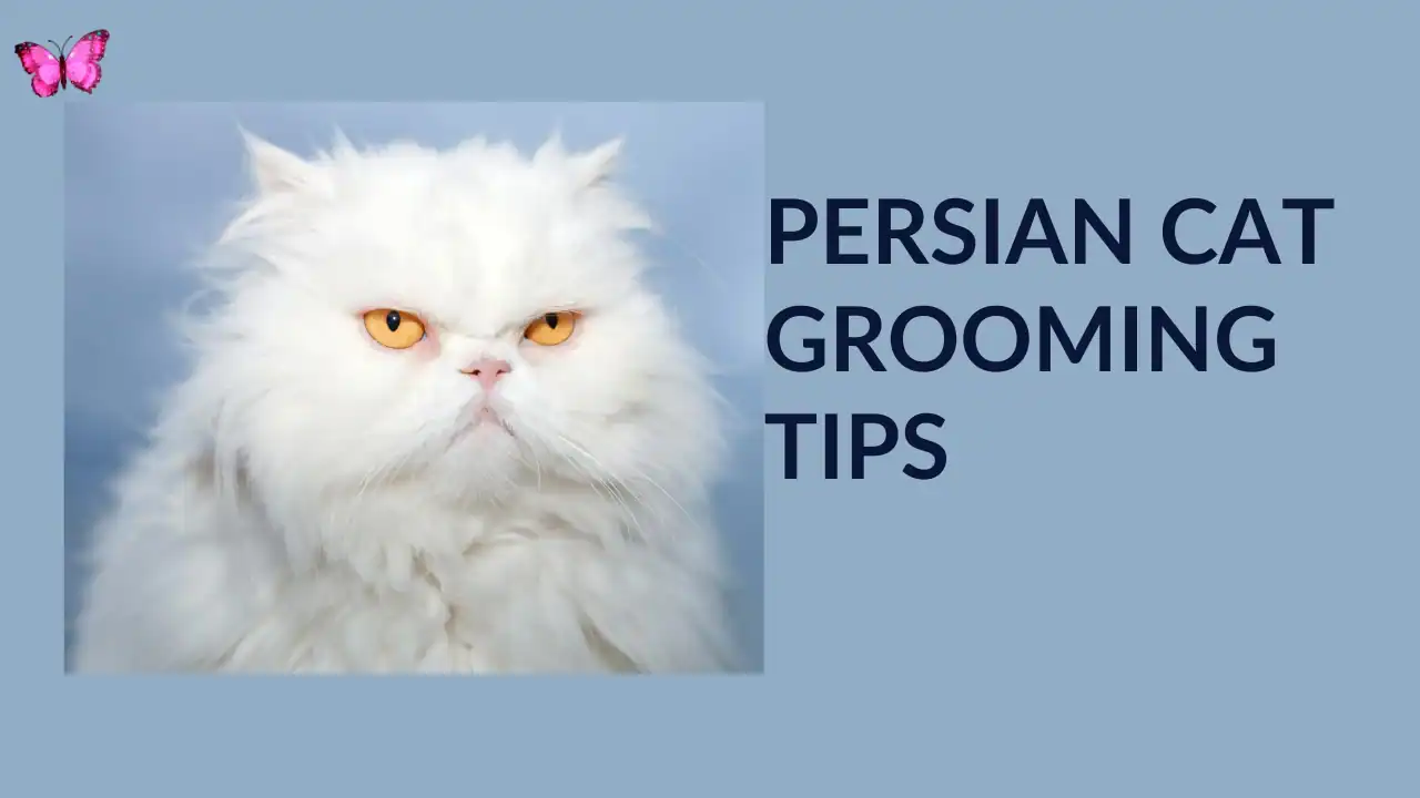 10 Expert Persian Cat Grooming Tips for a Flawless Coat