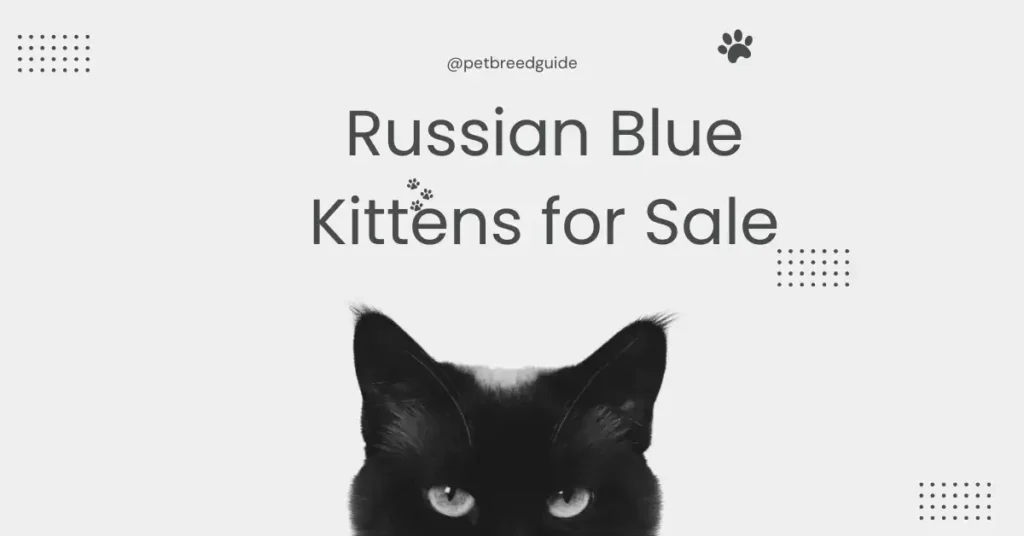 Russian Blue Kittens for Sale