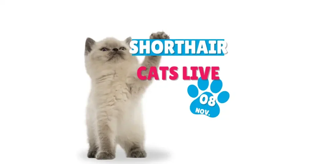 Shorthair cats lives