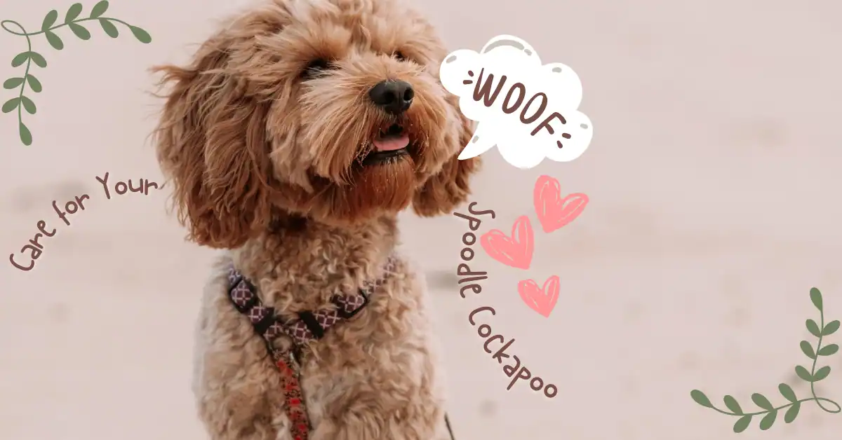 Spoodle Cockapoo