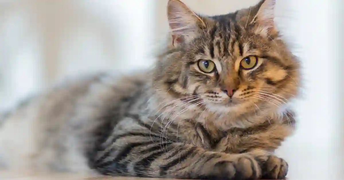 some strong types of texture for cat