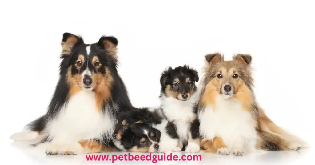 Best dog breeds for families