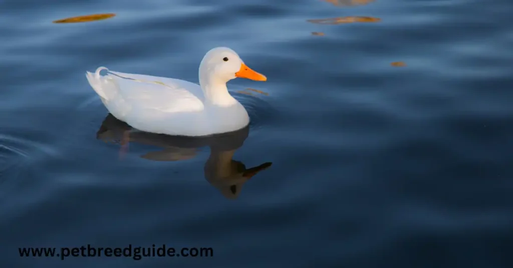 cute-duck-names