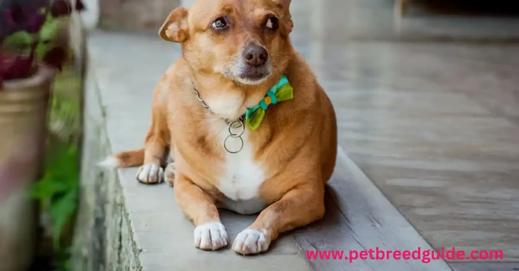 Low-Maintenance Dog Breeds