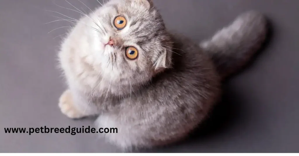 Scottish Fold adoption