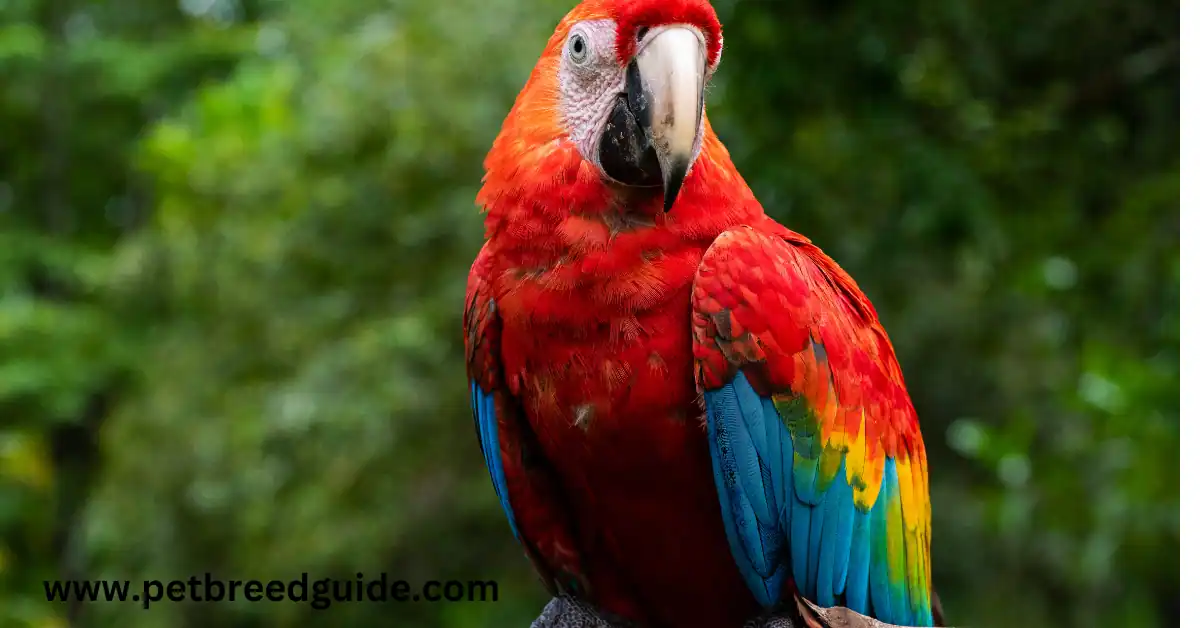 harlequin macaw