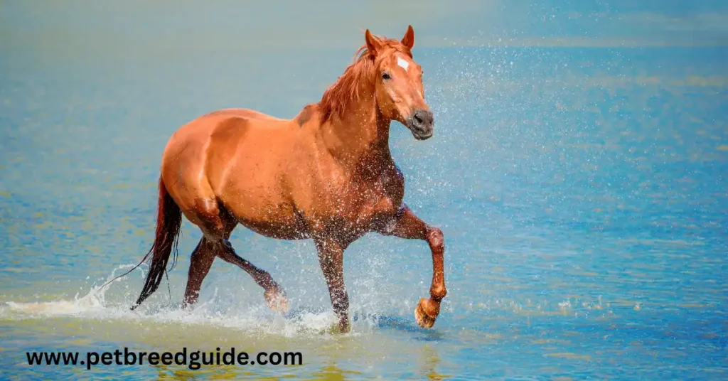 white-horse-names